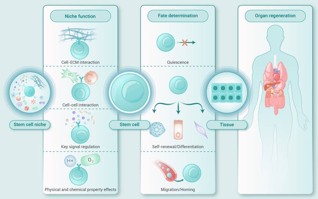 Stem Cell Therapy in Orlando