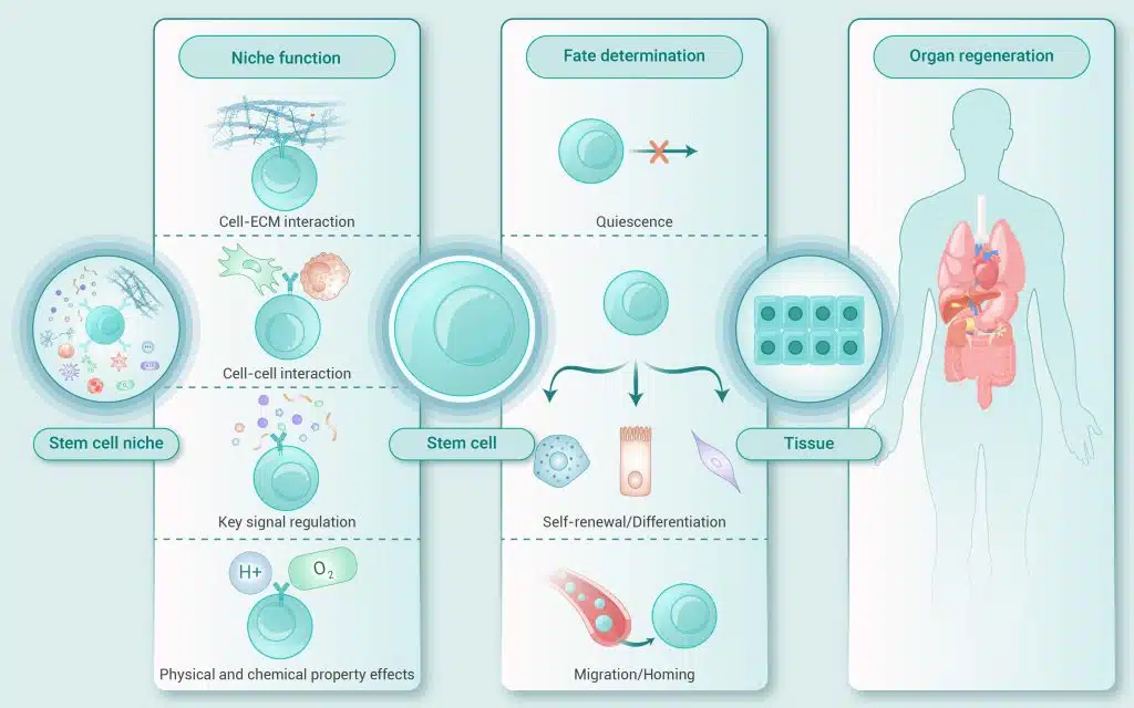 Stem Cell Therapy in Orlando
