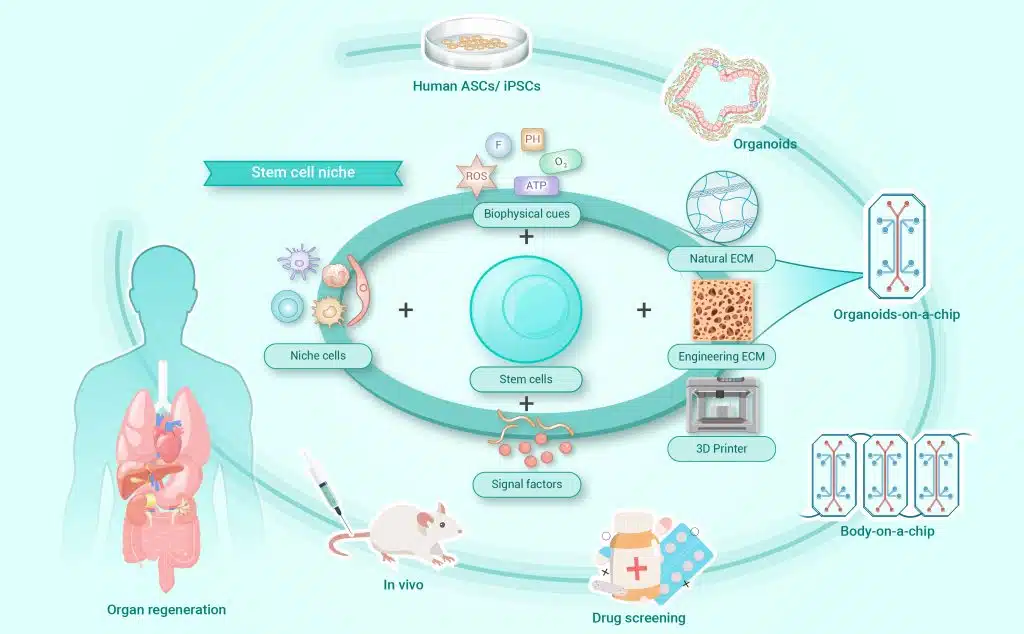 Stem Cell Therapy in Orlando
