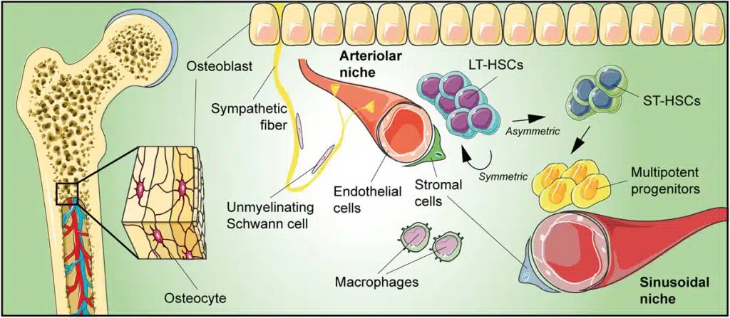 Stemcell Therapy Winter park
