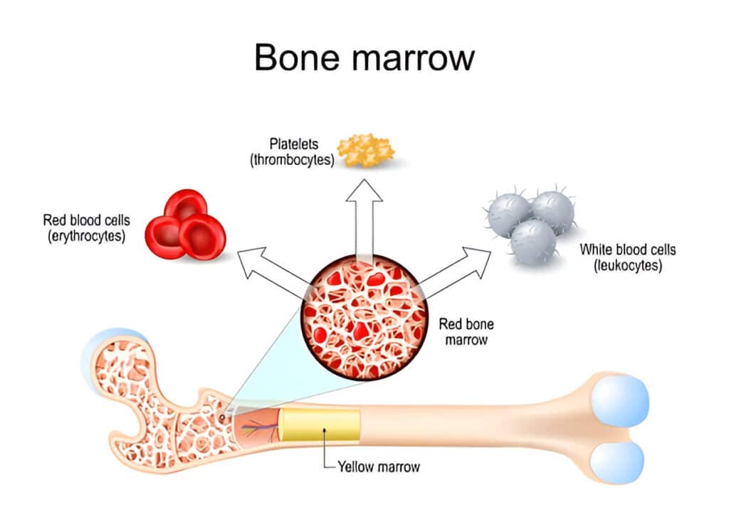 Bone Marrow Aspirate Concentrate 