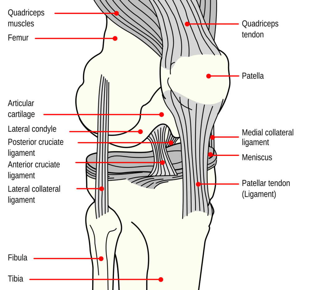 Ligament Injuries
