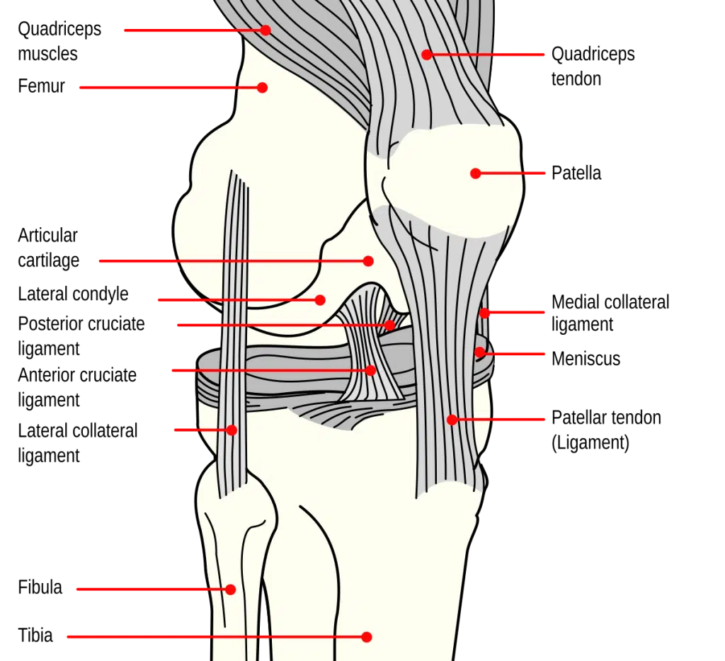 Ligament Injuries