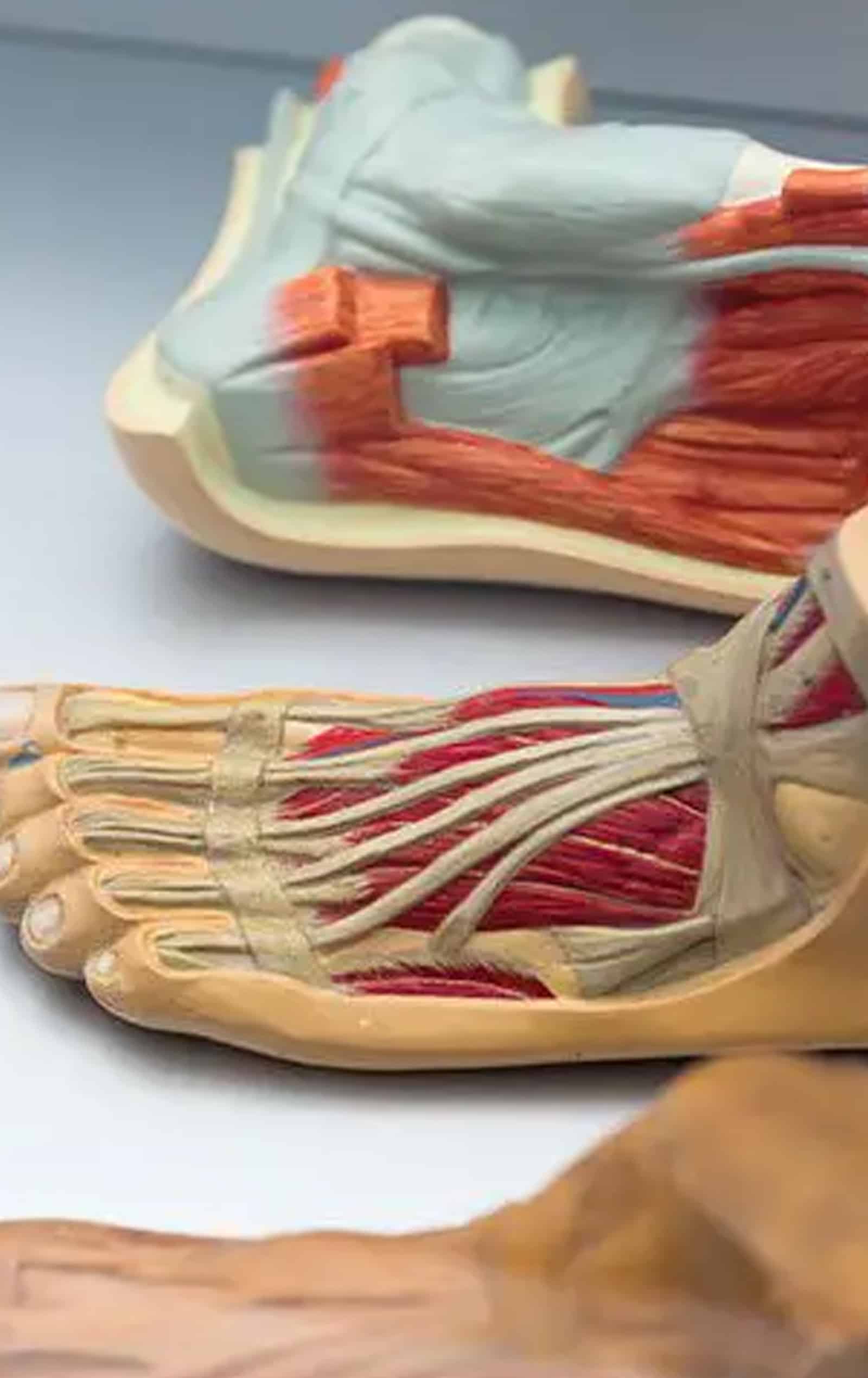 Causes Ligament Damage Causes Ligament Damage